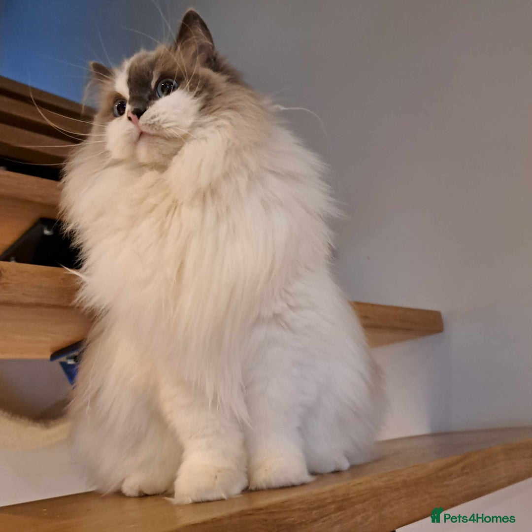 Ragdoll cats for sale: Loving Ragdoll girl for sale - Image 4