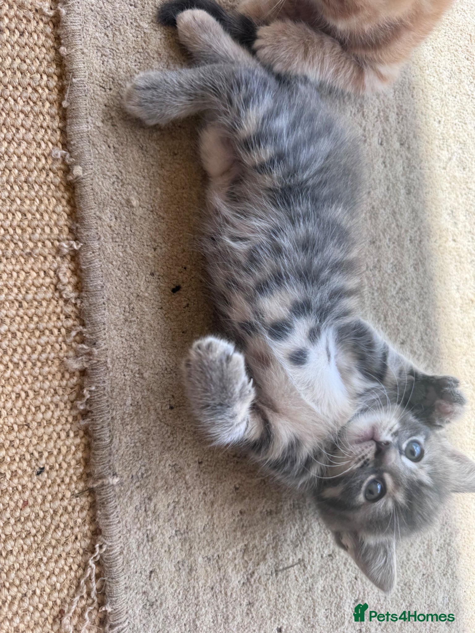 Mixed Breed cats for sale: Gorgeous fluffy affectionate kittens  in Cirencester - Advert 4