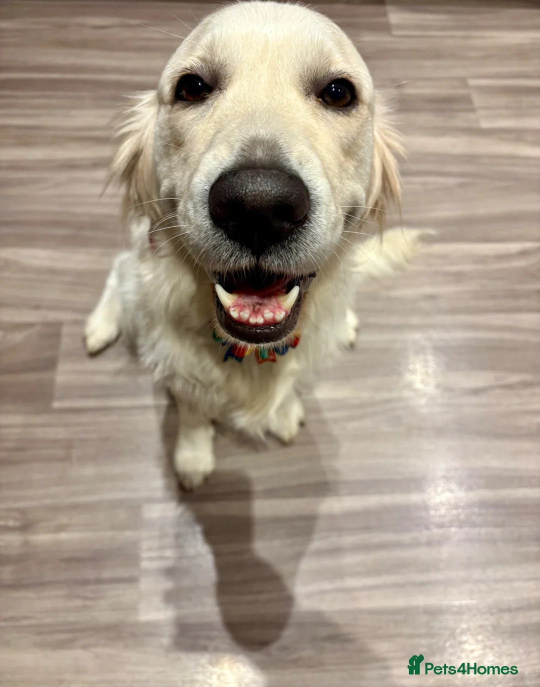 Golden Retriever dogs for sale: Expectant litter of Golden Retrievers - Advert 2