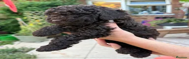 Miniature Poodle 2