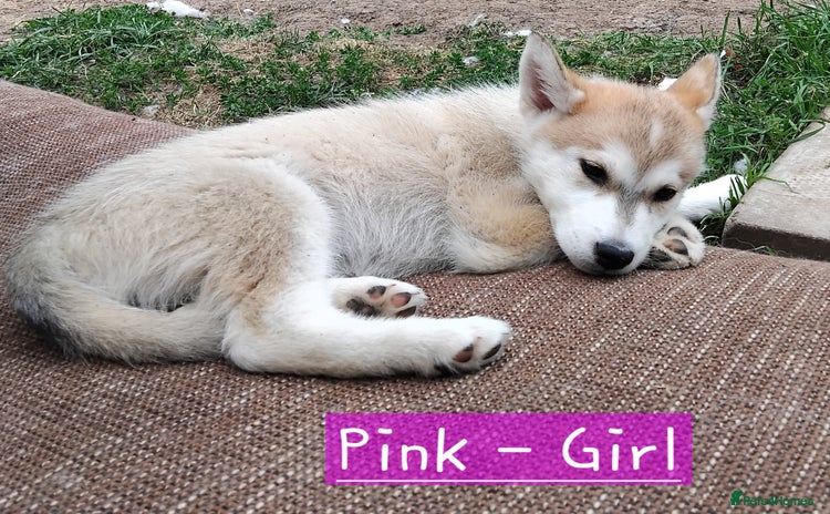 Mixed Breed dogs - Advert 16