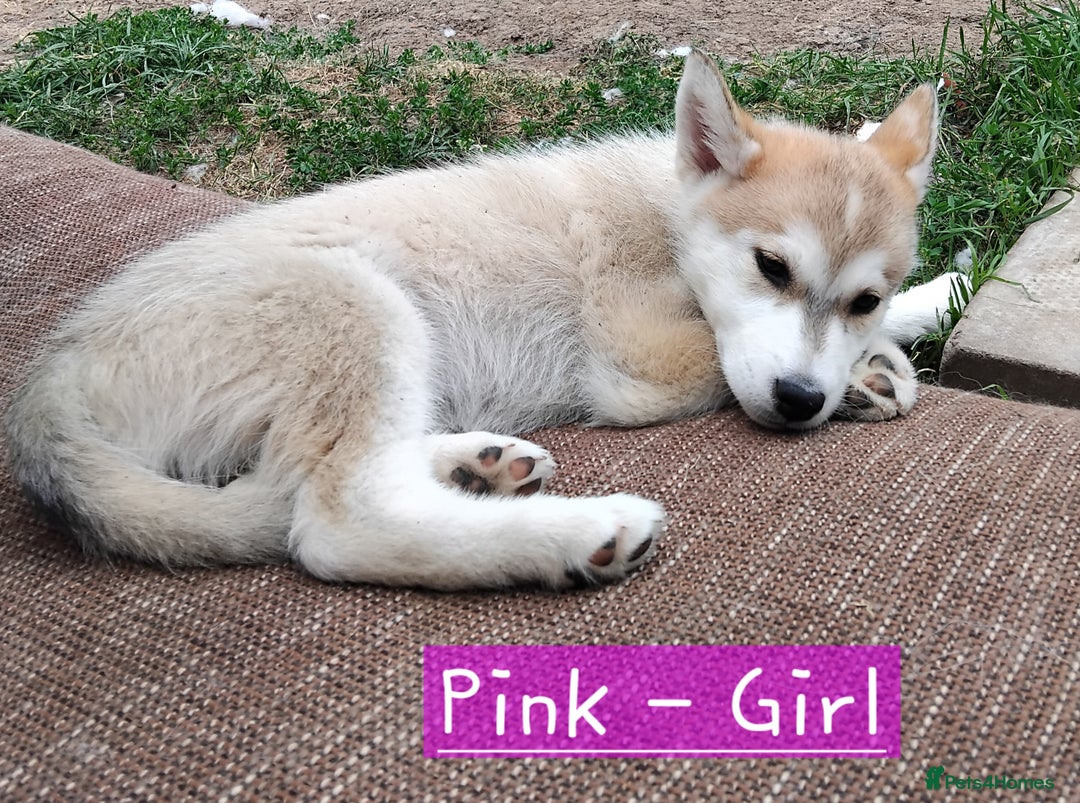 Mixed Breed dogs for sale: Shepsky  - Image 1