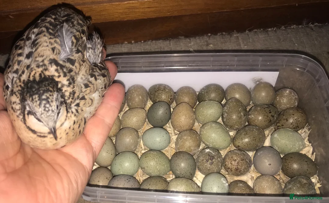 Quail poultry for sale: CHINESE PAINTED BUTTON QUAIL EGGS ! - Advert 2