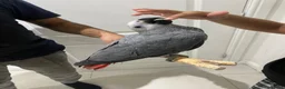 Parrots birds for sale: READY TO LEAVE Super cuddly baby greys  - Advert 12