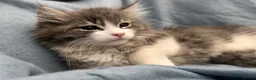 Siberian cats for sale: Beautiful Pedigree Kittens Seeking Loving Homes - Advert 3