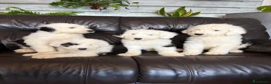 Old English Sheepdog 1