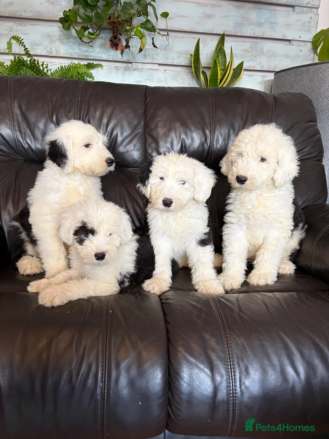 Old English Sheepdog dogs for sale: Kc Registered Old English Sheepdogs  - Advert 2