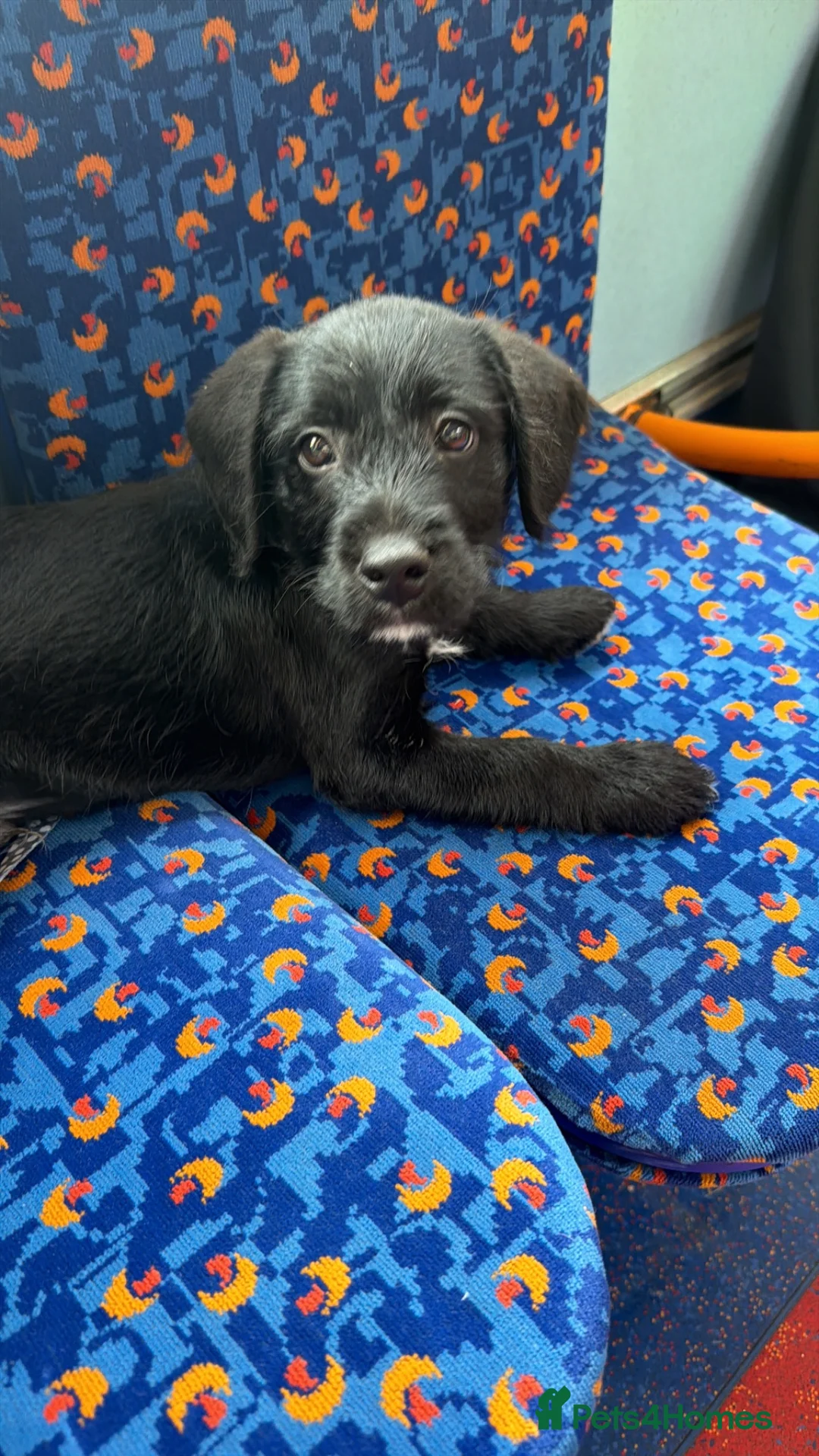 Mixed Breed dogs for sale: patch - Advert 3