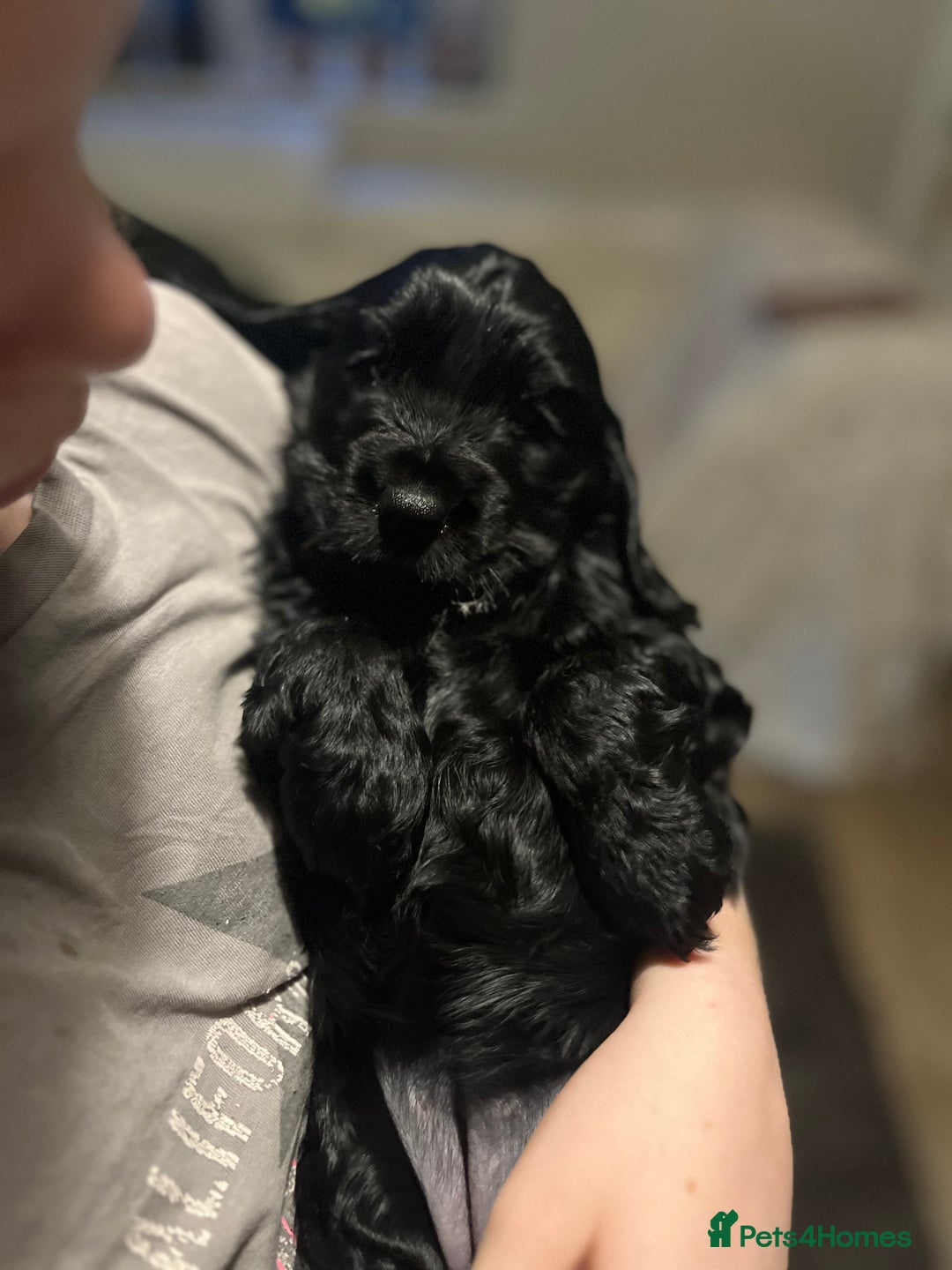 Cocker Spaniel dogs for sale: FAMILY RAISED SHOW TYPE COCKER READY NOW  - Advert 13