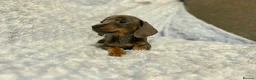 Miniature Dachshund dogs for sale: 7 beautiful puppies available  in Bradford - Advert 17