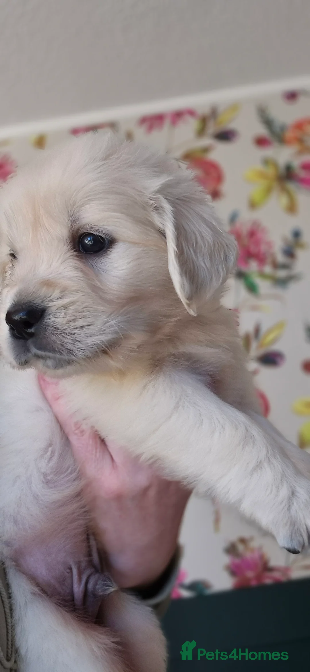 Golden Retriever dogs for sale: KC Registered Golden Retrievers - Advert 1