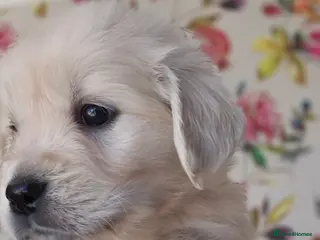 Golden Retriever dogs KC Registered Golden Retrievers - Advert 2