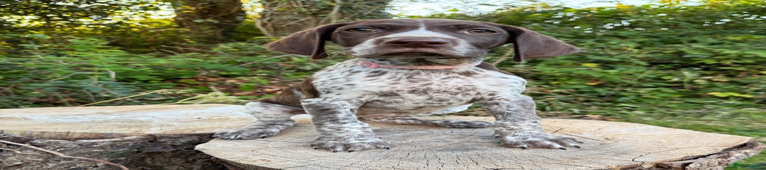 German Shorthaired Pointer Puppy 4