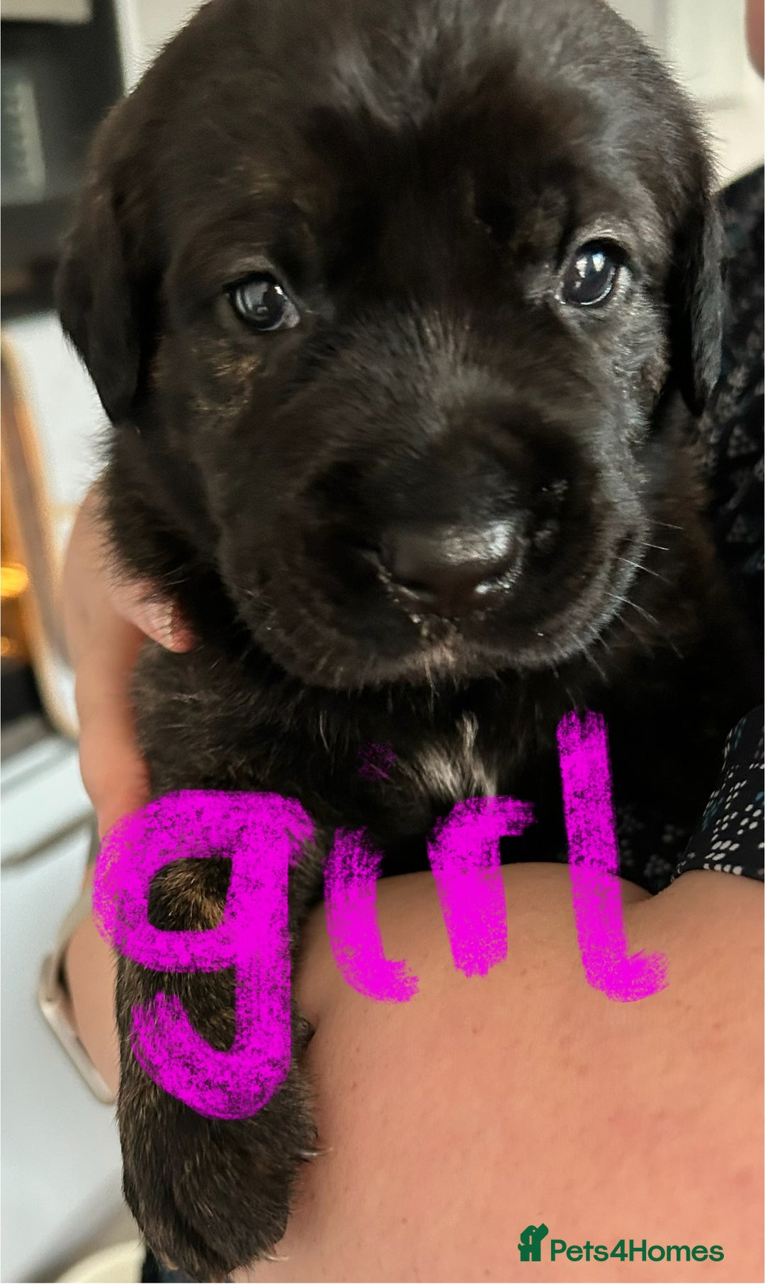 Mixed Breed dogs for sale: Rottie Corso for sale  - Image 2
