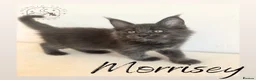 Maine Coon cats for sale: High Smoke, Smoke and Solid Pedigree Maine Coon’s - Advert 19
