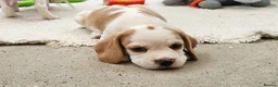Beagle dogs for sale: Stunning KC Registered Beagle Pups- Ready 24.08.26 in Thirsk - Advert 9