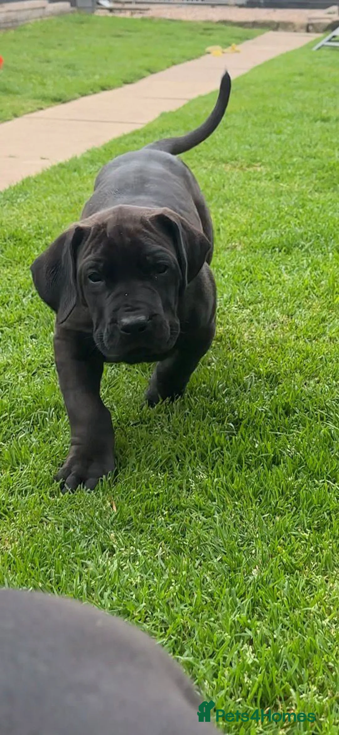 Presa Canario dogs for sale: STUNNING BLACK PRESA CANARIO PUPS  - Advert 1