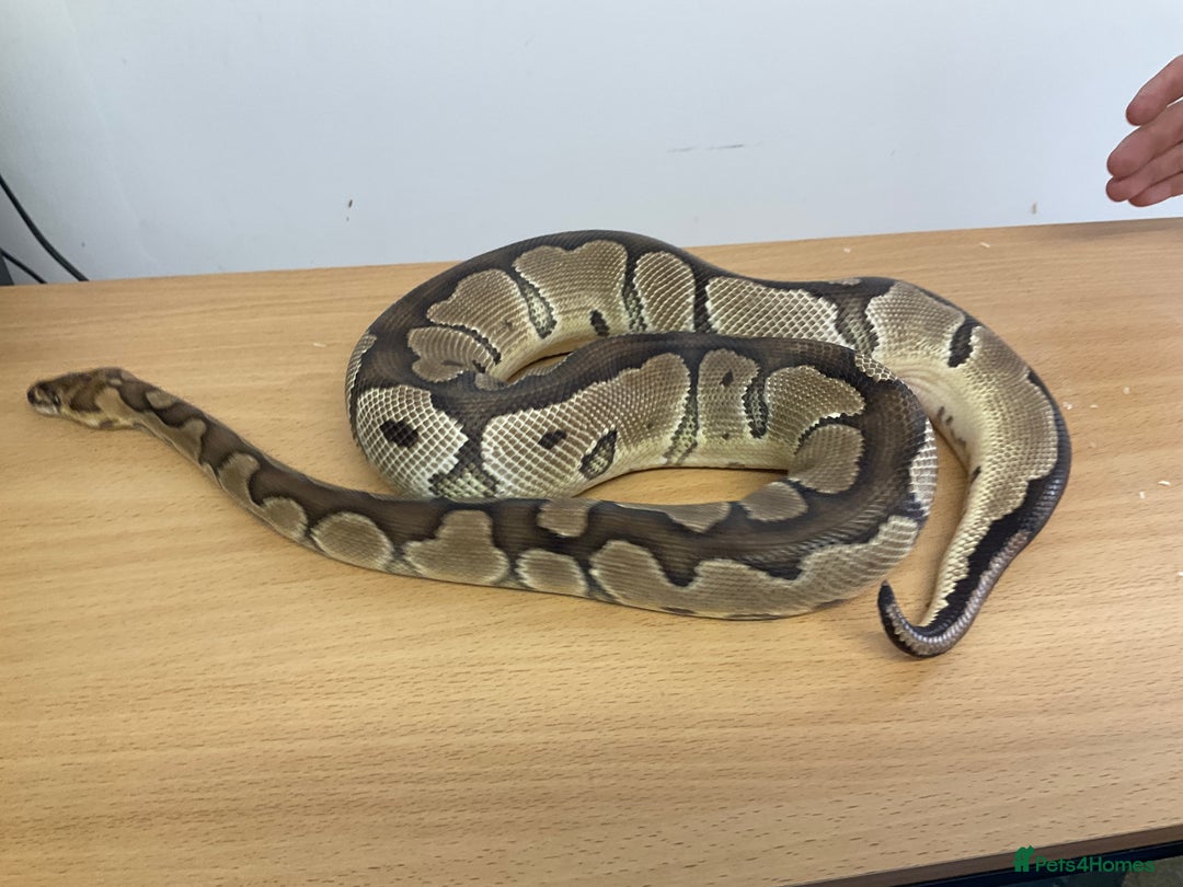 Python Snake reptiles for sale: Royal Pythons  - Image 10