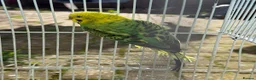 Budgerigars birds for sale: Budgies for sale in Norbury in London - Advert 9
