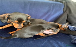Mixed Breed dogs for sale: Miniature Dacshund/Miniature Yorkie ❤️❤️❤️ - Image 14