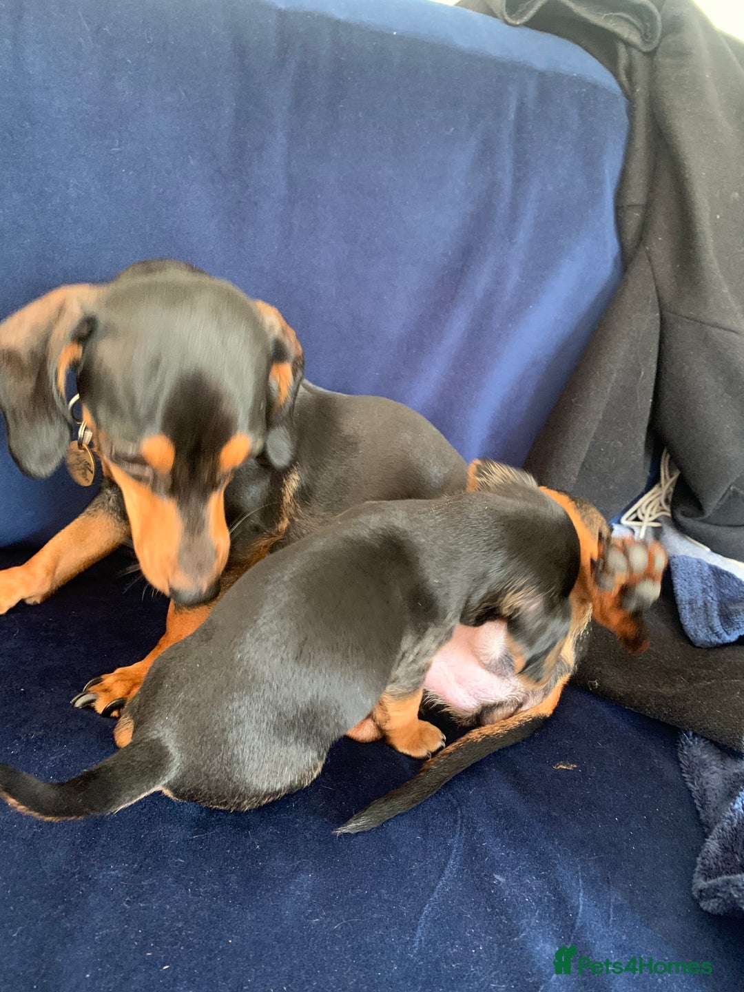 Mixed Breed dogs for sale: Miniature Dacshund/Miniature Yorkie ❤️❤️❤️ - Image 14