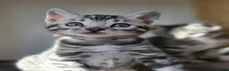 Bengal cats for sale: Gorgeous Health Tested Bengal Kittens  - Advert 9