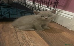 British Shorthair cats for sale: British shorthair kittens  - Image 11