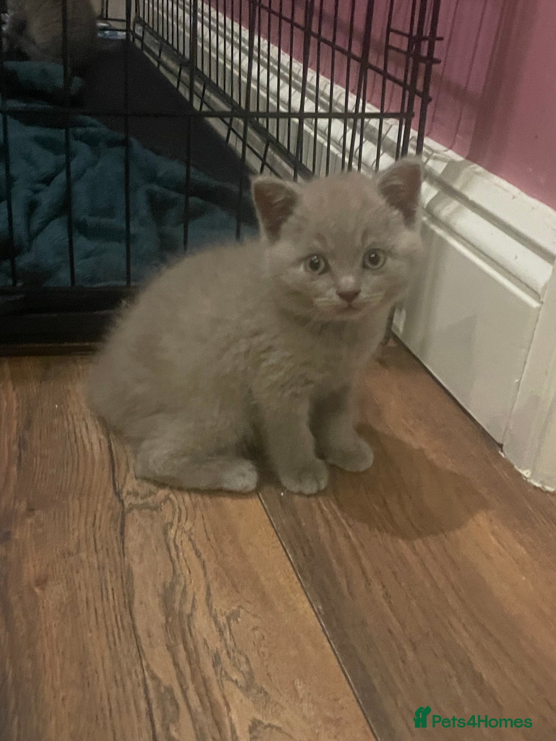 British Shorthair cats for sale: British shorthair kittens  - Image 11