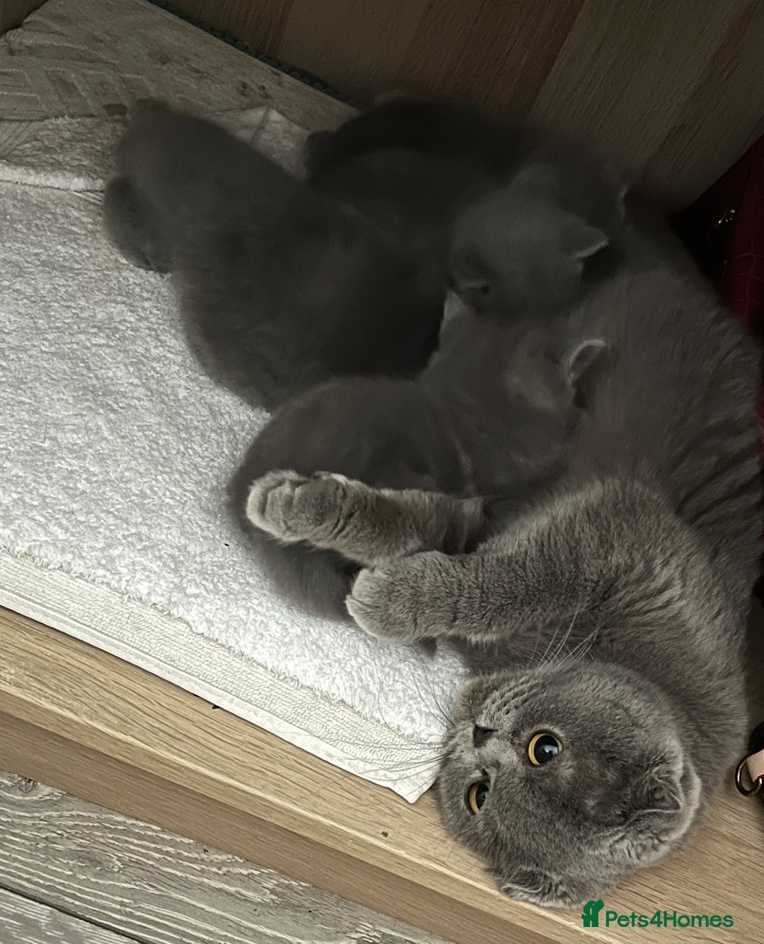 Scottish Fold cats for sale: Lovely Scottish fold kittens  - Advert 8