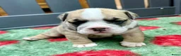 English Bulldog dogs for sale: Beautiful English Bulldog Puppies Available in Manchester - Advert 4