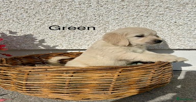 Golden Retriever dogs - Advert 2