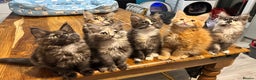 Maine Coon cats for sale: Maine coon kittens  - Advert 7
