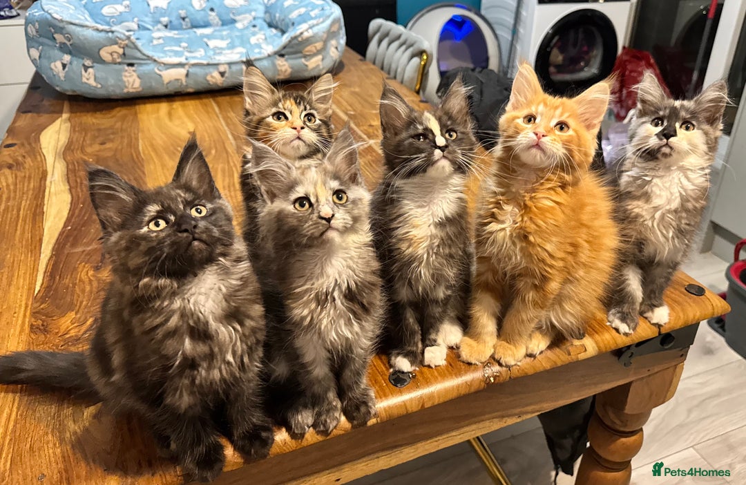 Maine Coon cats for sale: Maine coon kittens  - Advert 7
