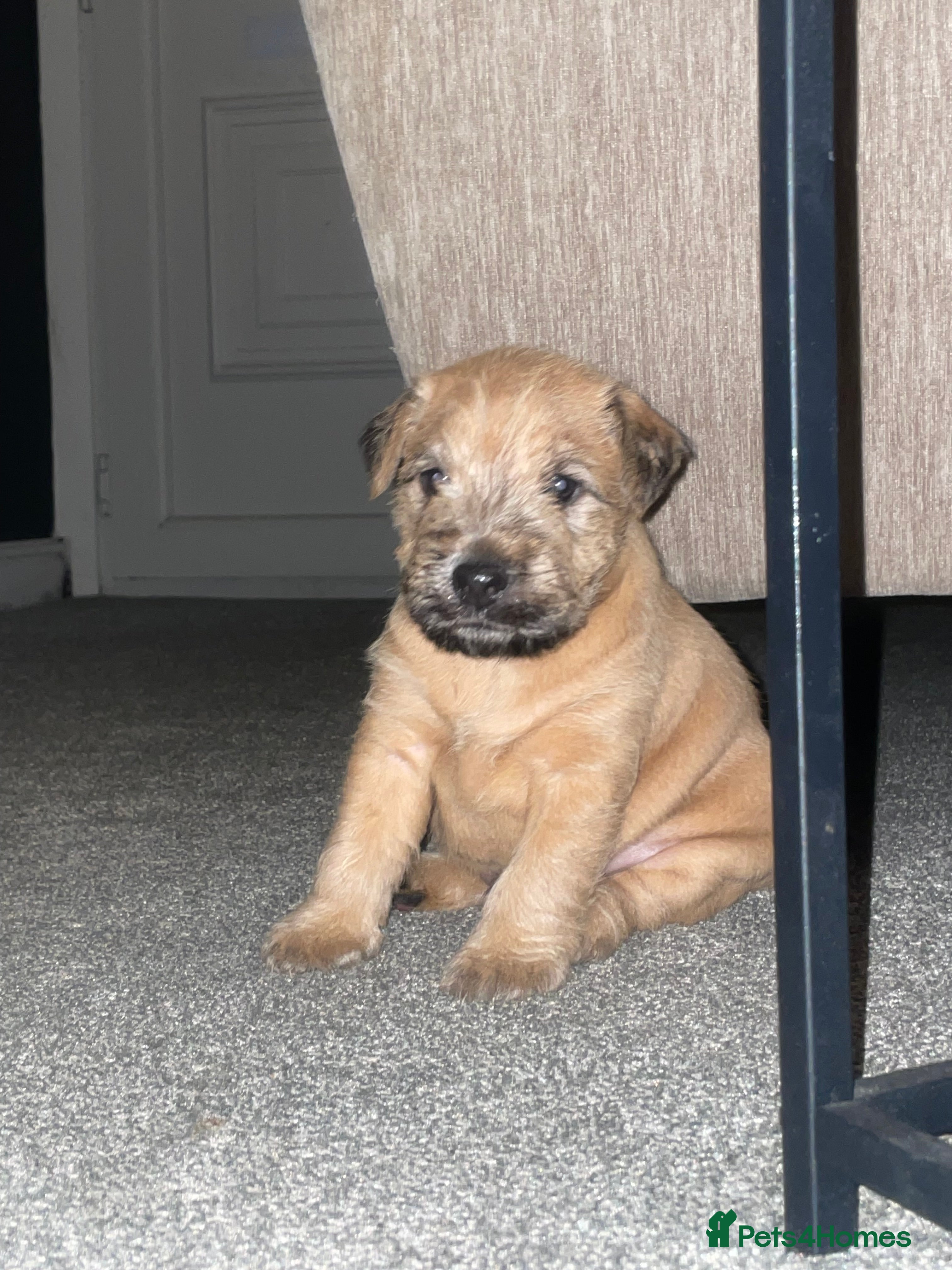 Mixed Breed dogs Wheaten x Lakeland terriers  - Advert 2