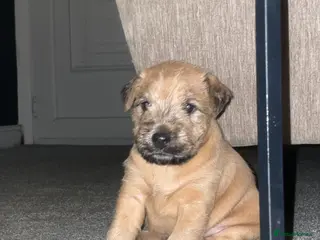 Mixed Breed dogs Wheaten x Lakeland terriers - Advert 2