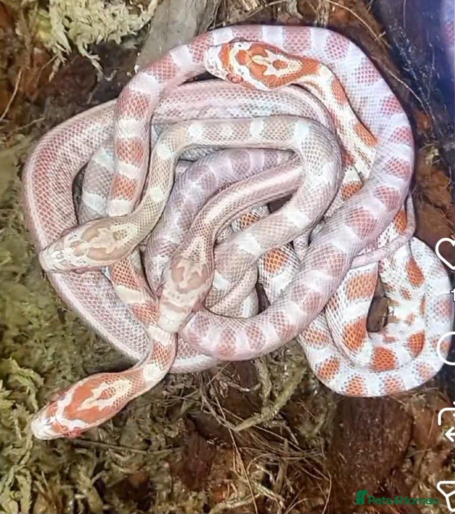 Corn Snake reptiles Cornsnakes forsale 2025 hatchings 2026 reservation - Advert 10