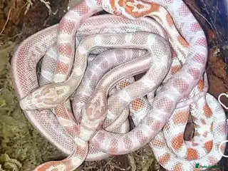 Corn Snake reptiles Cornsnakes forsale 2025 hatchings 2026 reservation - Advert 1