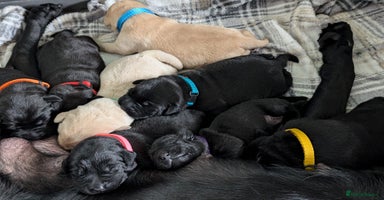 Labrador Retriever dogs - Advert 11