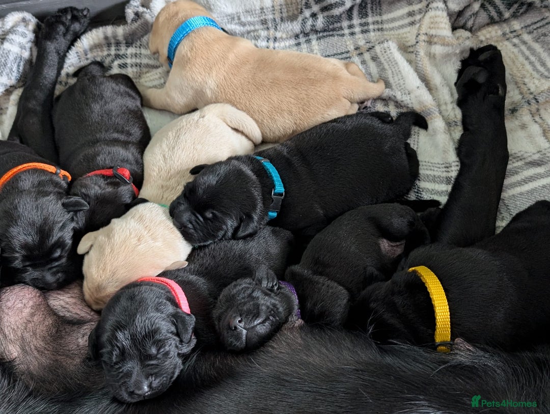 Labrador Retriever dogs for sale: Labrador puppies - (5 weeks free insurance) - Image 2