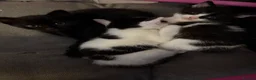 Mixed Breed cats for sale: Kittens for sale  - Advert 5