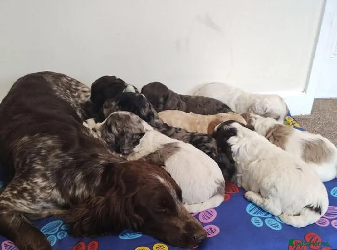 Cockapoo dogs for sale: Cockapoo puppies in Birmingham - Advert 1