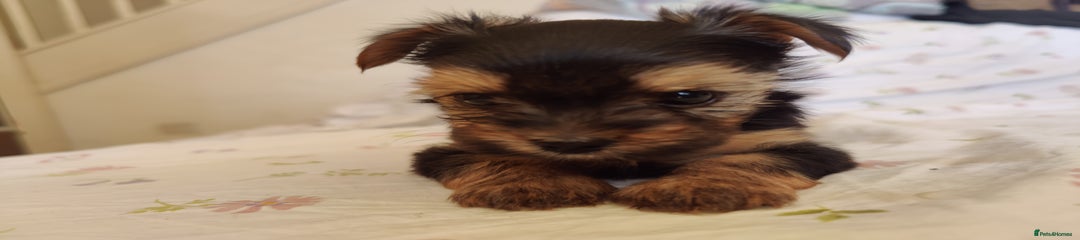 Yorkshire Terrier Puppy 3
