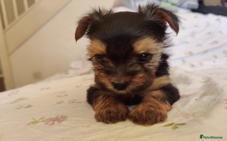 Yorkshire Terrier dogs - Advert 1
