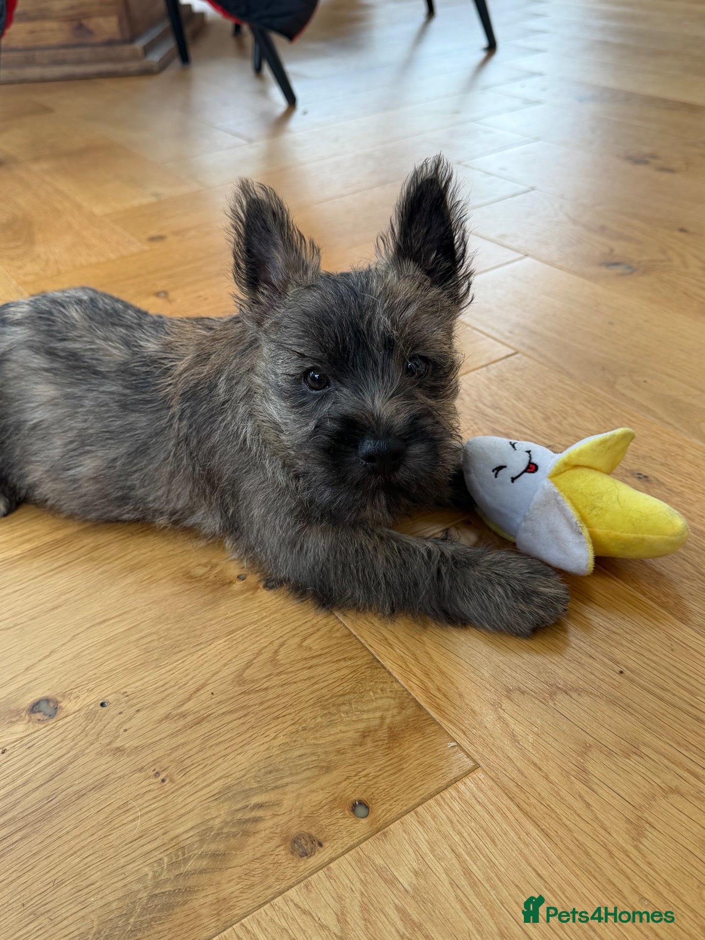 Cairn Terrier dogs Sweetest Little KC Reg Cairn Terrier Puppies.  - Advert 4