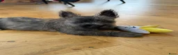 Cairn Terrier dogs for sale: Sweetest Little KC Reg Cairn Terrier Puppies.  - Advert 1