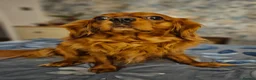Cavalier King Charles Spaniel dogs for sale: Must go to a loving home in Weston-super-Mare - Advert 4
