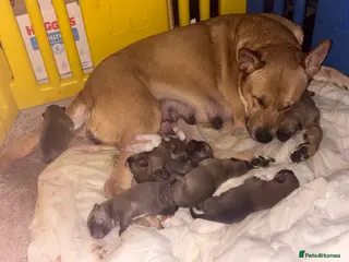 Mixed Breed dogs Puppies for sale - Advert 3