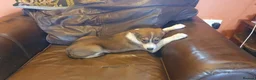 Border Collie dogs for sale: Gorgeous litter of Border Collie Puppies  - Advert 8