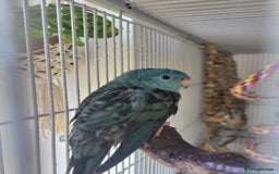 Parakeets birds for sale: Lineolated parakeet - Image 1