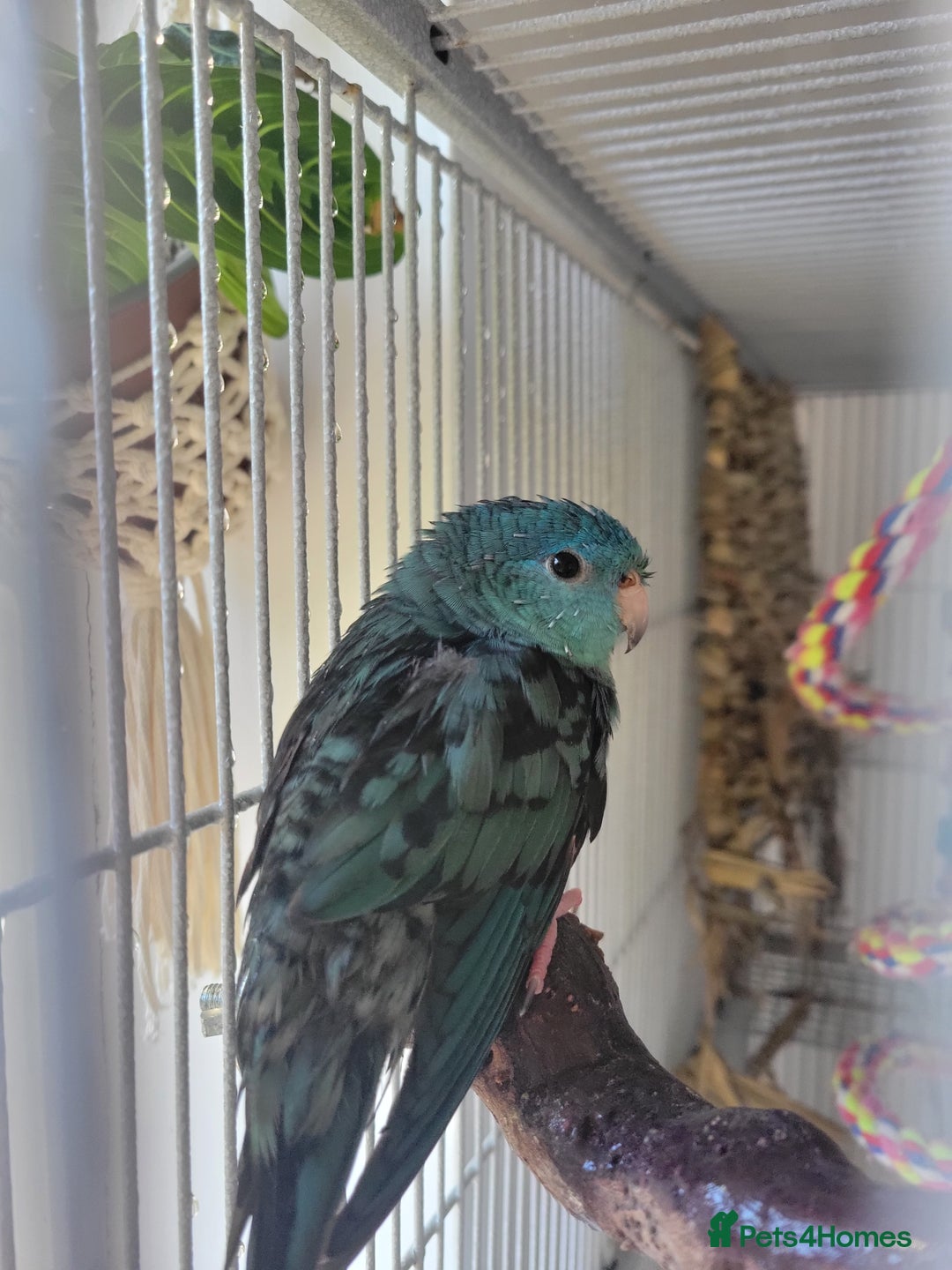 Parakeets birds for sale: Lineolated parakeet - Image 1
